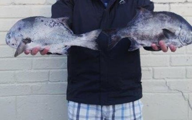 Morné Olivier met sy twee mooi galjoene van 1.20kg en 1.26kg